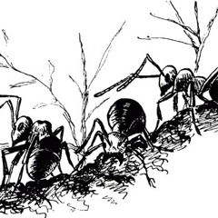 кириллкто? & kurt - муравьи под дождем (музыка кириллкто?)