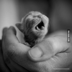 first Meow