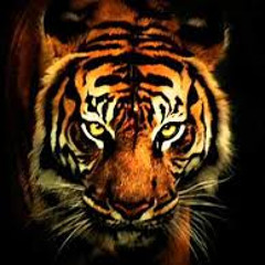 Eye Of The Tiger (Dave & Zed Techno Mix)