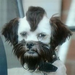 The Dog