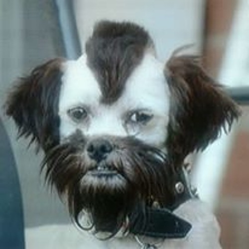 The Dog