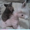 We Miss You Hamster