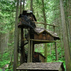 Living With The Trees (from upcoming album)