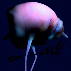 Arca - Fossil
