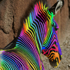 Popper °€ Molly**