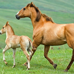 Brushaski Song.............Nagaray Domsatay