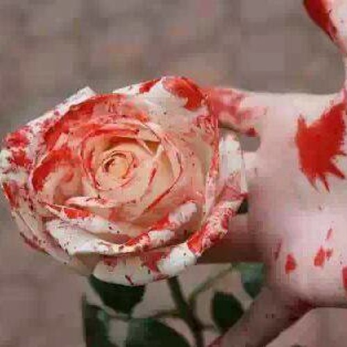 Ishq Beparwah