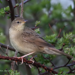 PS GrasshopperWarblerForWebsite