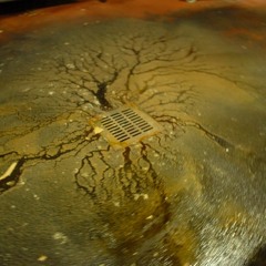 Behind the Butcher Shop: Dumpster Funk