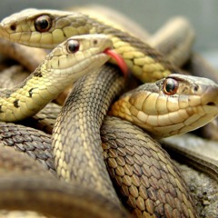 The Pool of Snakes