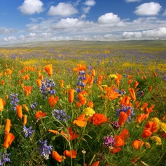 What a Wonderful World