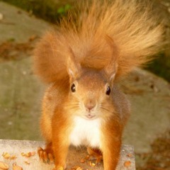 Brownsea Island Soundscape (2014)