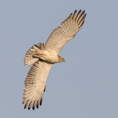 Improvisation to 'Dreams of Living in a Shoe Box'