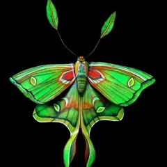 Moths