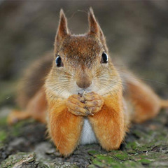 Promiscuous Squirrel (parody)