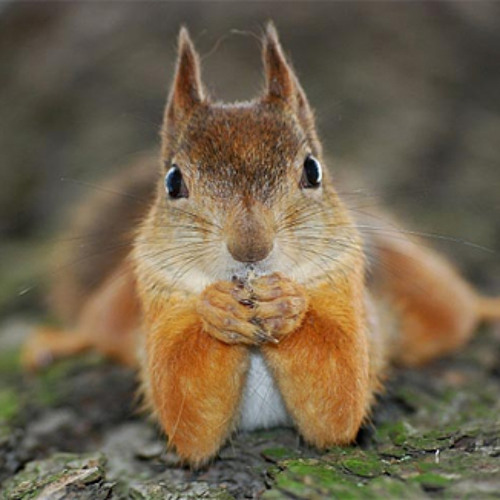 Promiscuous Squirrel (parody)
