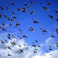 Birdsong