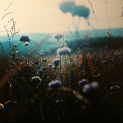 'Dried Flowers' (original) Bandles