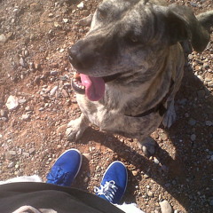 Amicoo- Happy Dog