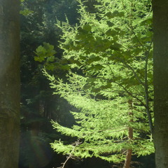 The Lekking Grounds (Live)