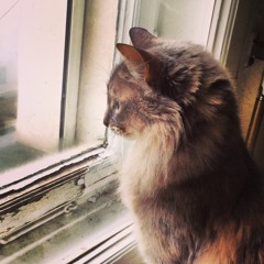 Ormanda Bir Gece.live istanbul