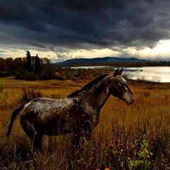 Real Ponchos - Real Ponchos - 01 Can't Win 'em All