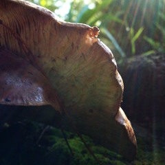 Theurgy - Dextroleopard