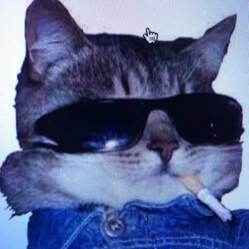 MEOW RIDDIM