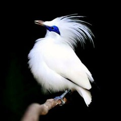 Harvey Mapcase - Bali Starlings