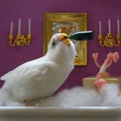 Free Bird