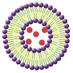 The Cell: Phospholipid Bilayer - Hydrophilic Heads