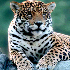 002 JAGUAR