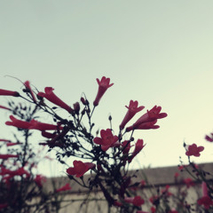 Sigma 000M-15 Tone Test