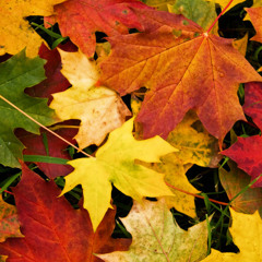 Autumn Leaves