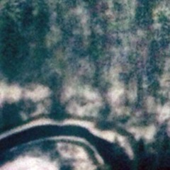 the trees will not attack you