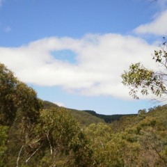 Crescent Honeyeaters bird song at Black Hill