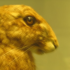 Names of the Hare