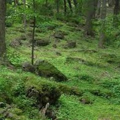 Forest Floor (all my friends are dying)