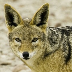 Pepe tovar y los chacales (punto final)