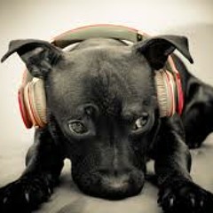 PEDIGREE (Free Download)