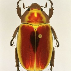 Beat (work in progress)