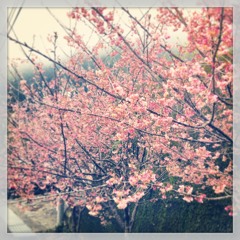 情書(原唱:張學友)