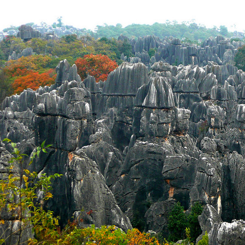 Stone Forest