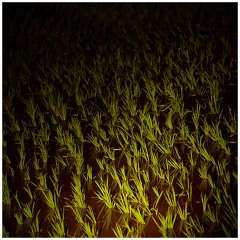 水田 - Rice Field