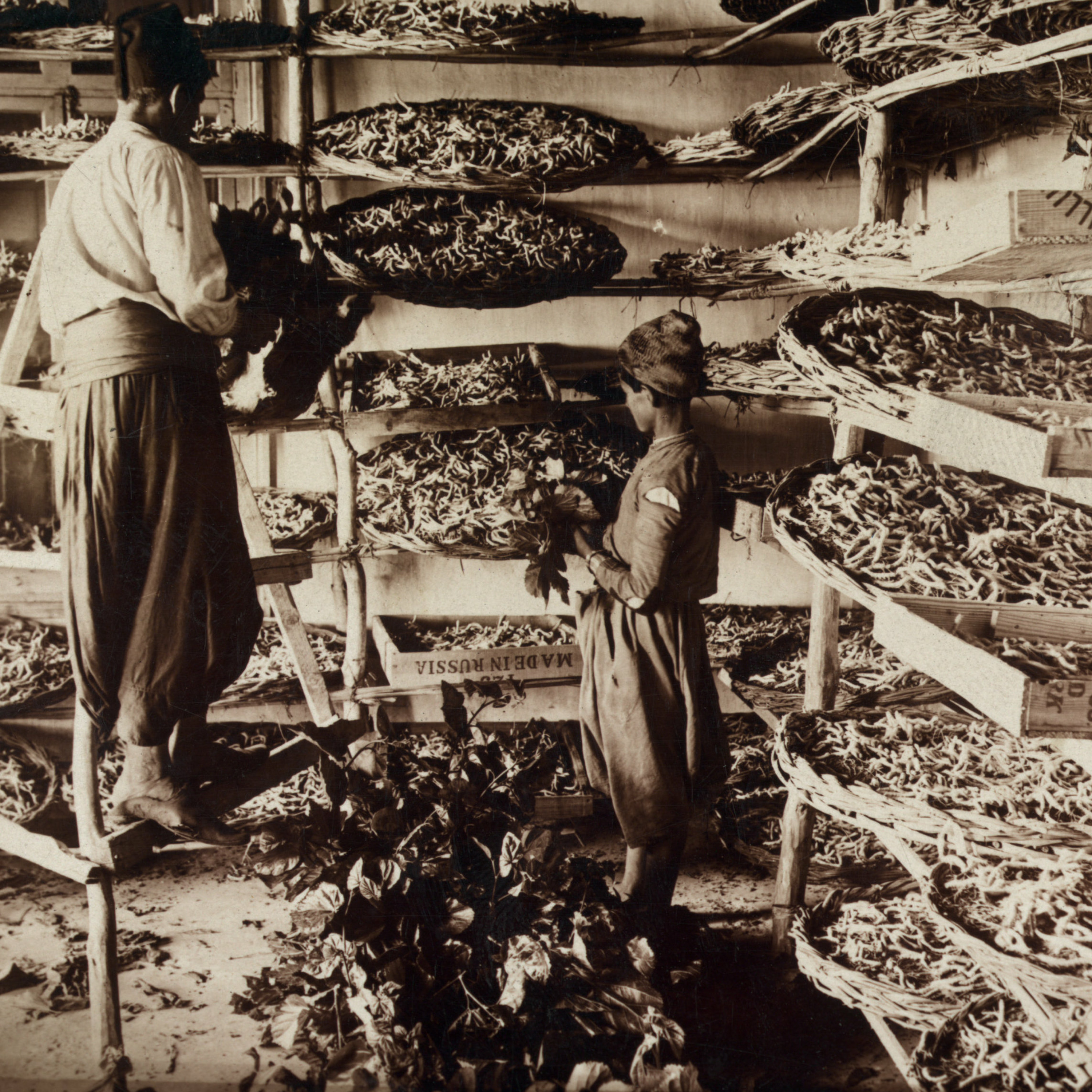 Mulberry Fields Forever | Zoe Griffith episode artwork