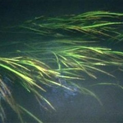 Lullaby / Erased Memories / Probably Still Sleep