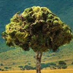 Family Tree ft. ace-jiin