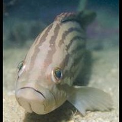 Old Bamboo - Sad Fish Punk Rock USA