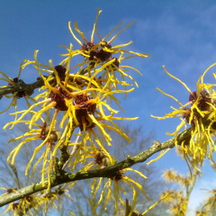 No More Walks In The Wood - PITS Repetitie Februari 2014