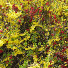 Sex machine - so what mix / original: F.O.E. feat. James Brown